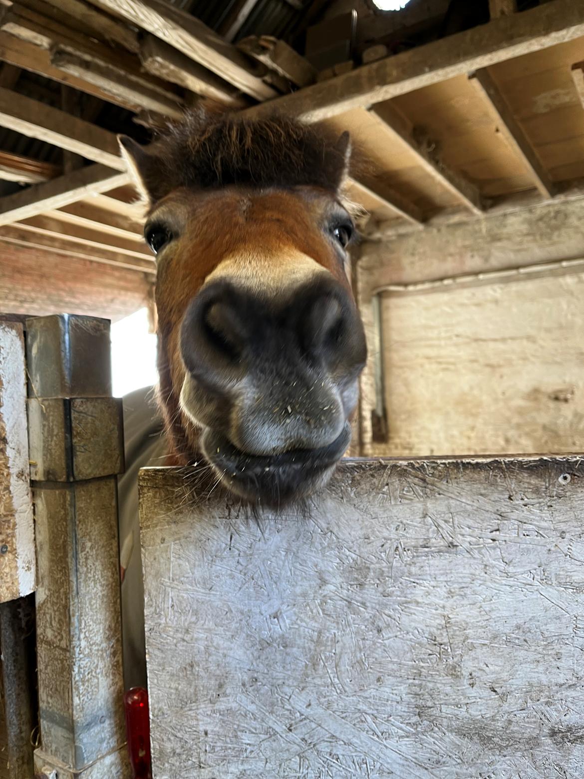 Gotlandsruss Enar aka. Bette (Himmelhest) billede 4