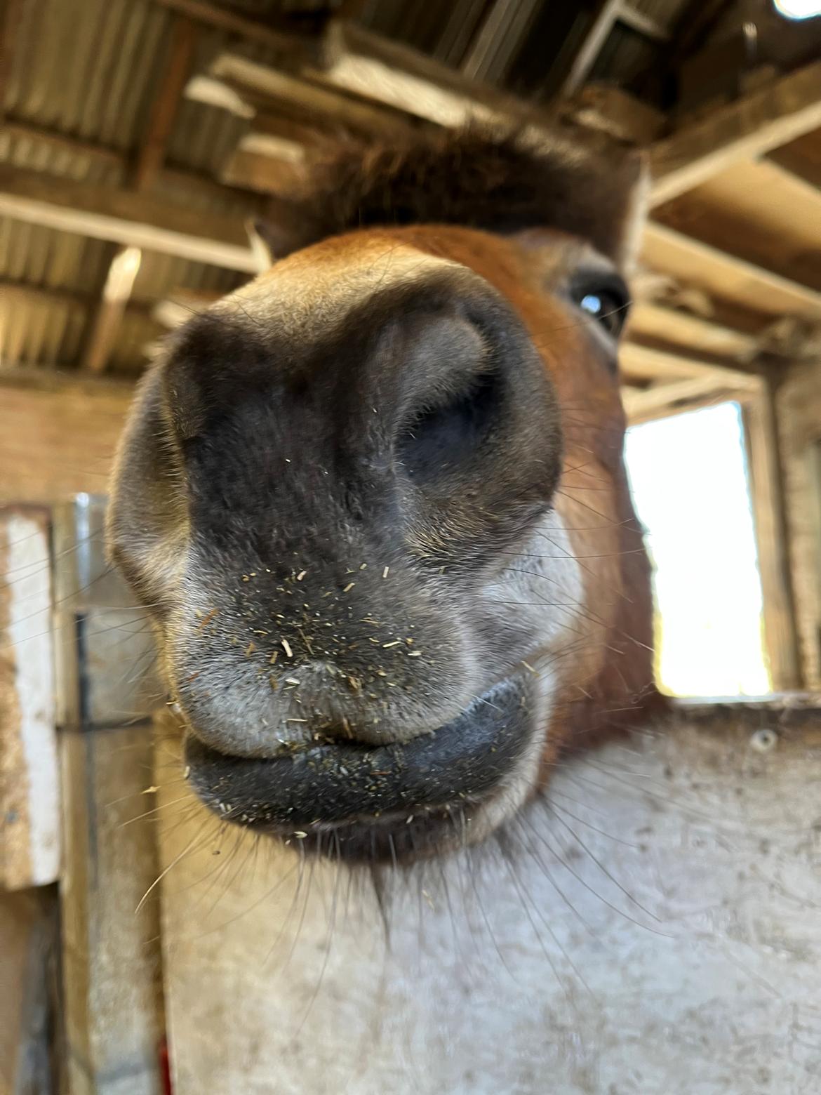 Gotlandsruss Enar aka. Bette (Himmelhest) billede 5