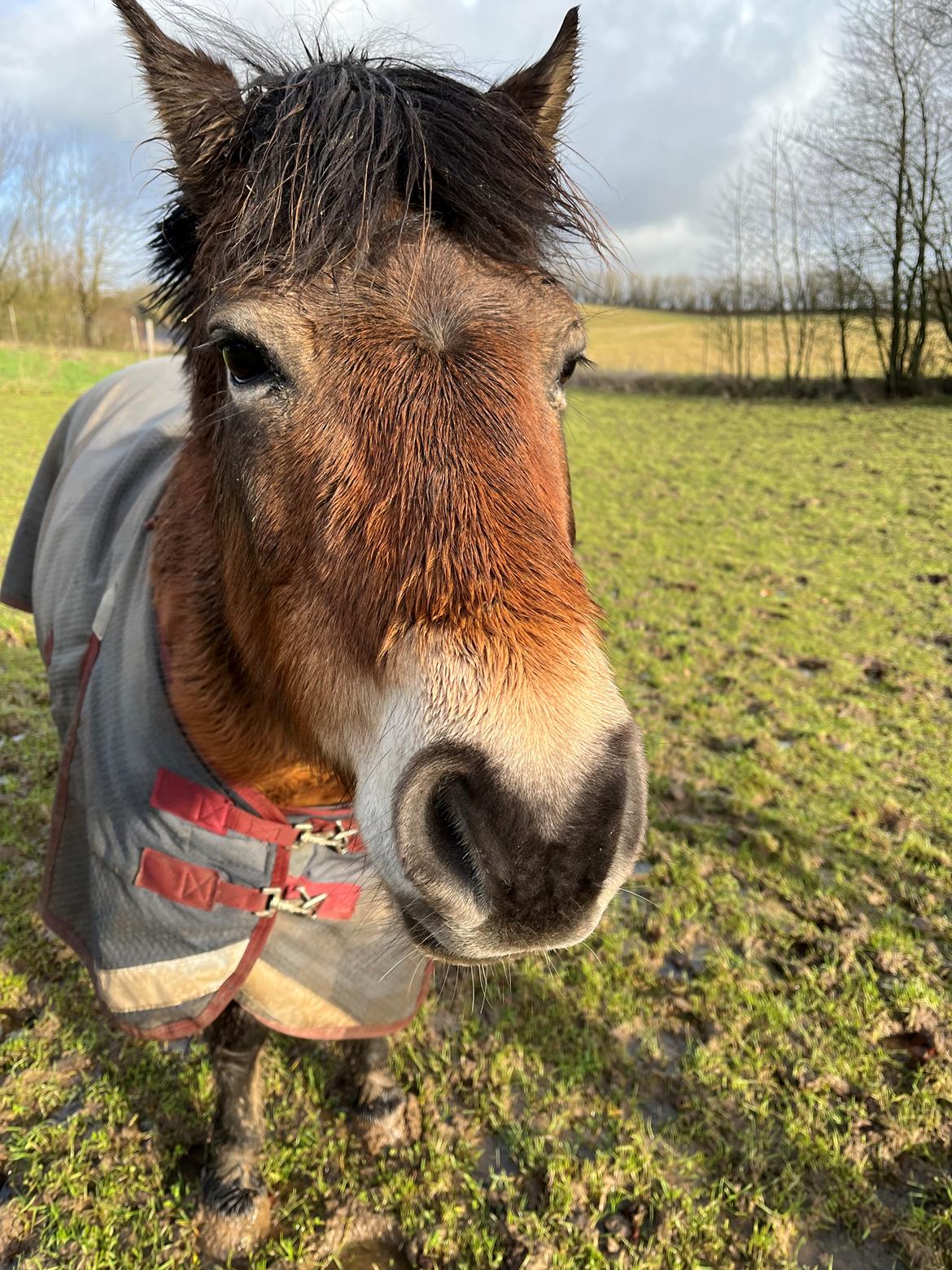 Gotlandsruss Enar aka. Bette (Himmelhest) billede 8