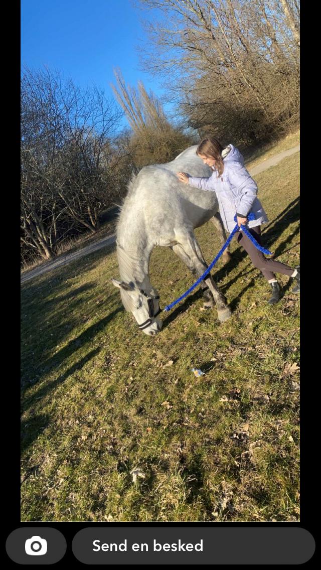 Irsk Sportshest Creagh Cash ( himmelhest d 25/11-24 R.I.P) billede 8