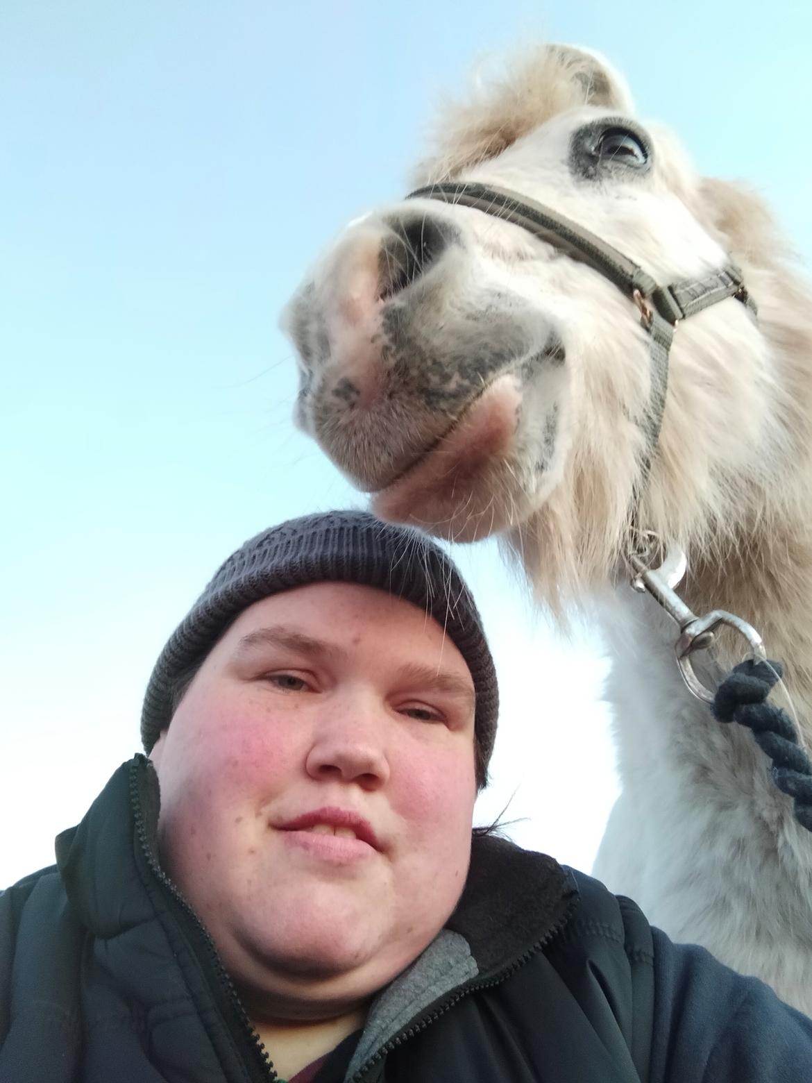 Welsh Mountain (sec A) Snehvide (Sne) - 2022 billede 4