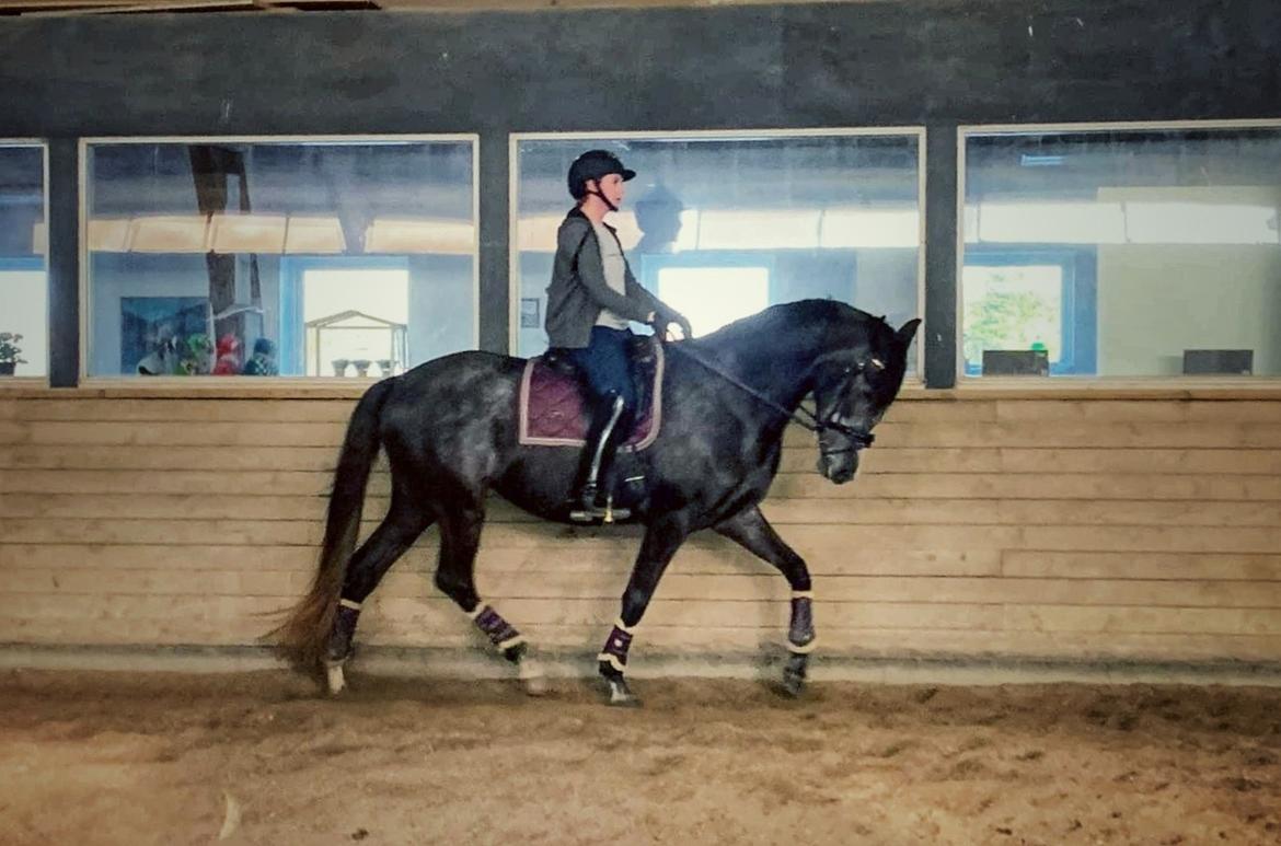 Anden særlig race Adelina(Himmelhest) - marts 2022 billede 14