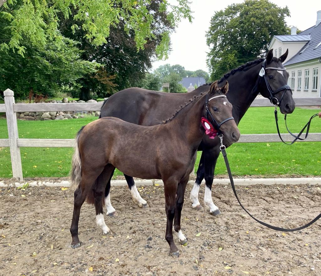 Welsh Partbred (Sec F) Struntze's Maybe Perfect  billede 1