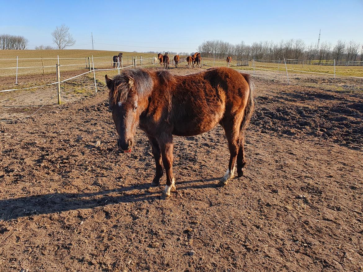 Welsh Partbred (Sec F) Struntze's Maybe Perfect  billede 28