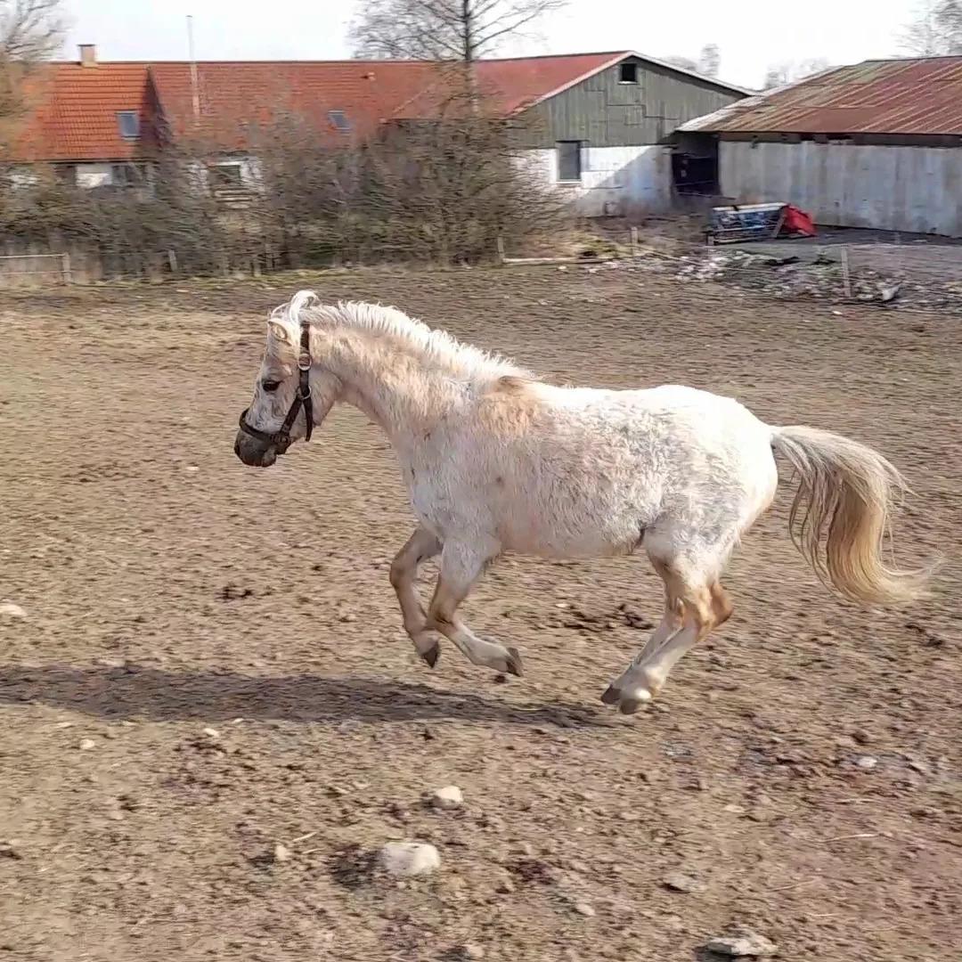 Welsh Mountain (sec A) noerrelide's Santos  billede 15