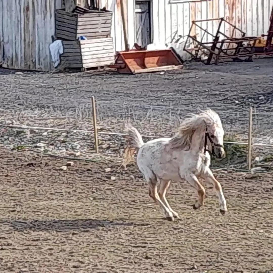 Welsh Mountain (sec A) noerrelide's Santos  billede 18