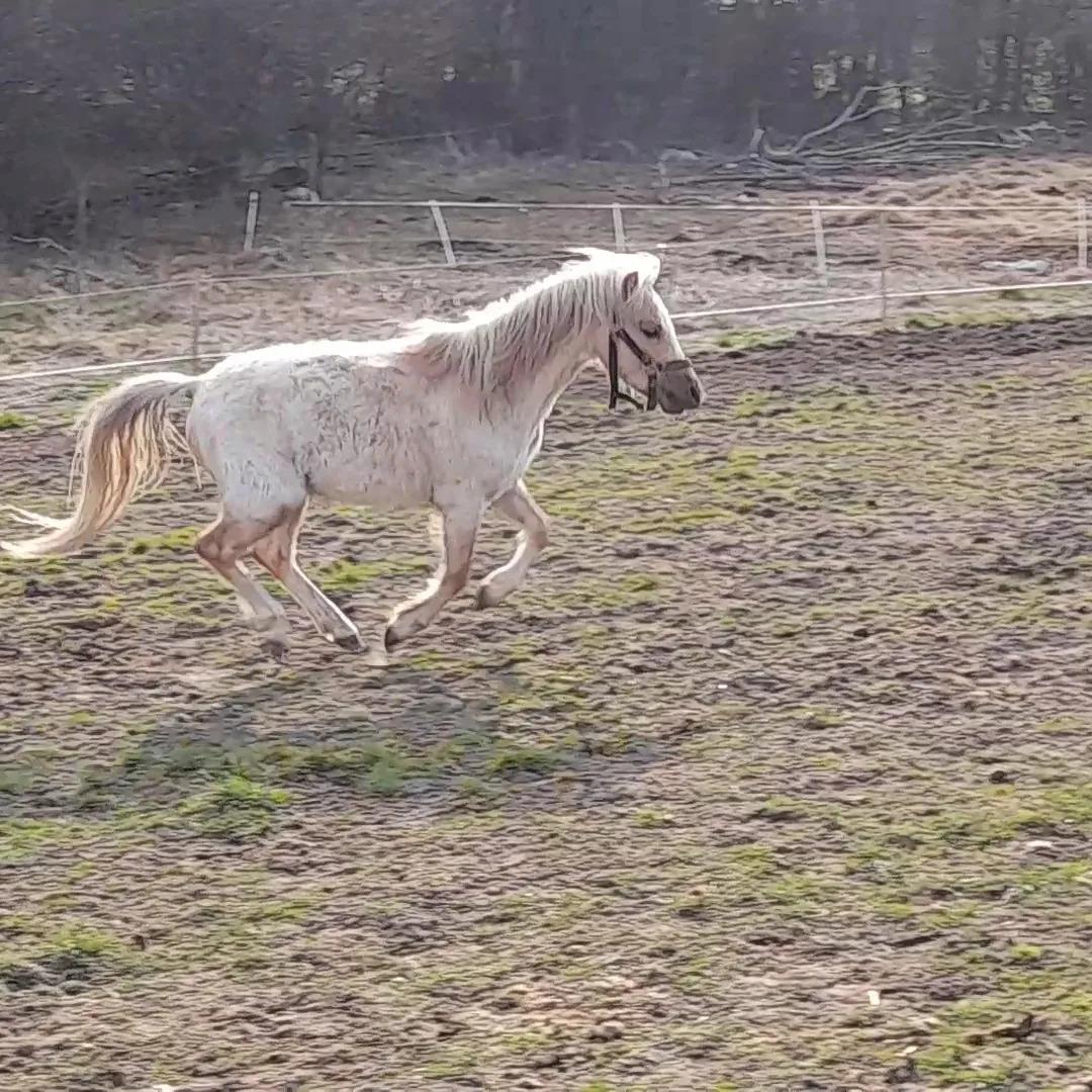 Welsh Mountain (sec A) noerrelide's Santos  billede 16