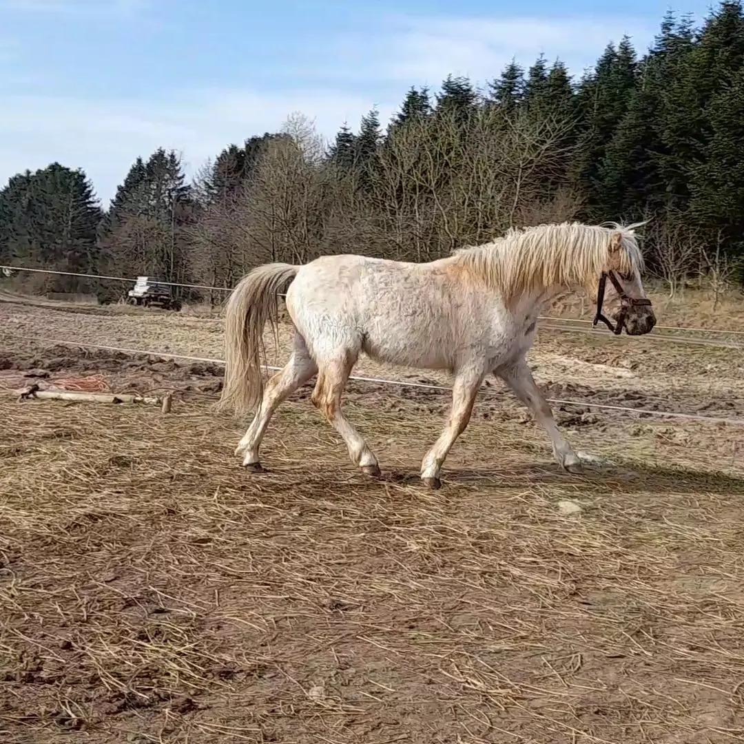 Welsh Mountain (sec A) noerrelide's Santos  billede 17