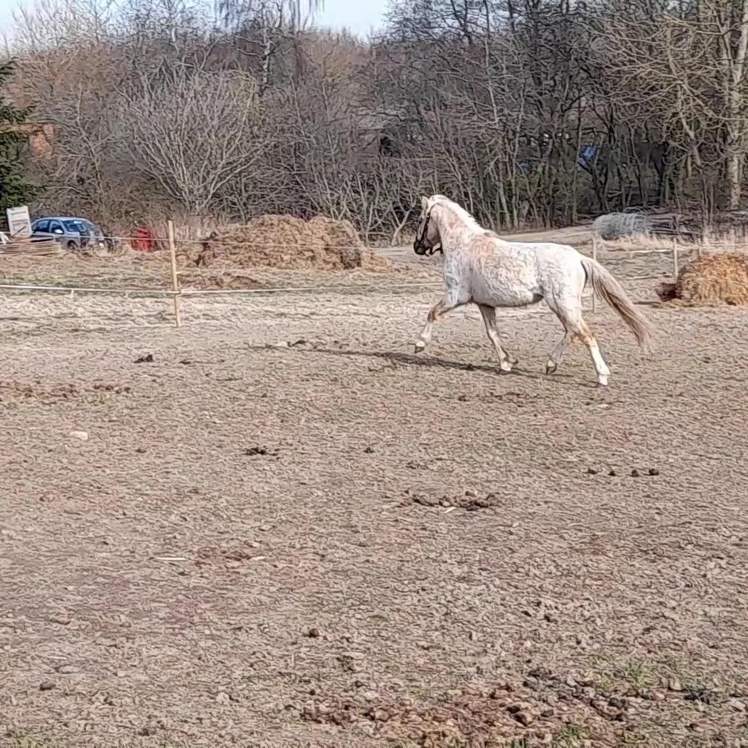 Welsh Mountain (sec A) noerrelide's Santos  billede 19