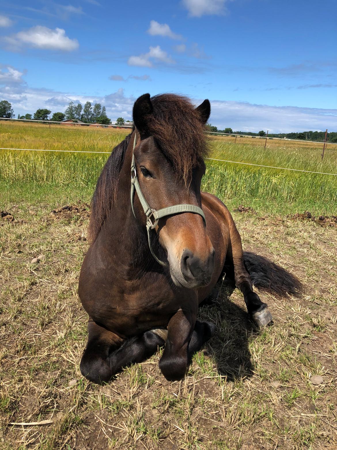 Islænder Hamar fra Pegasus billede 6