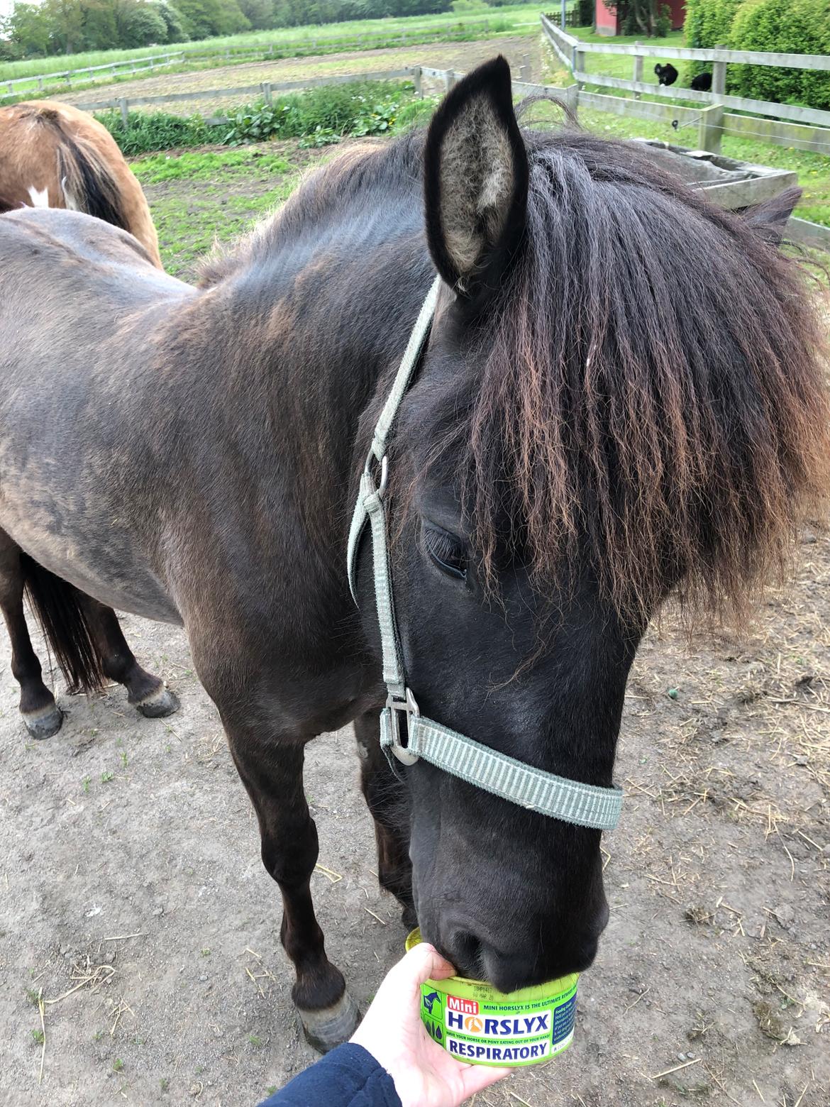 Islænder Afi fra Hektor billede 1