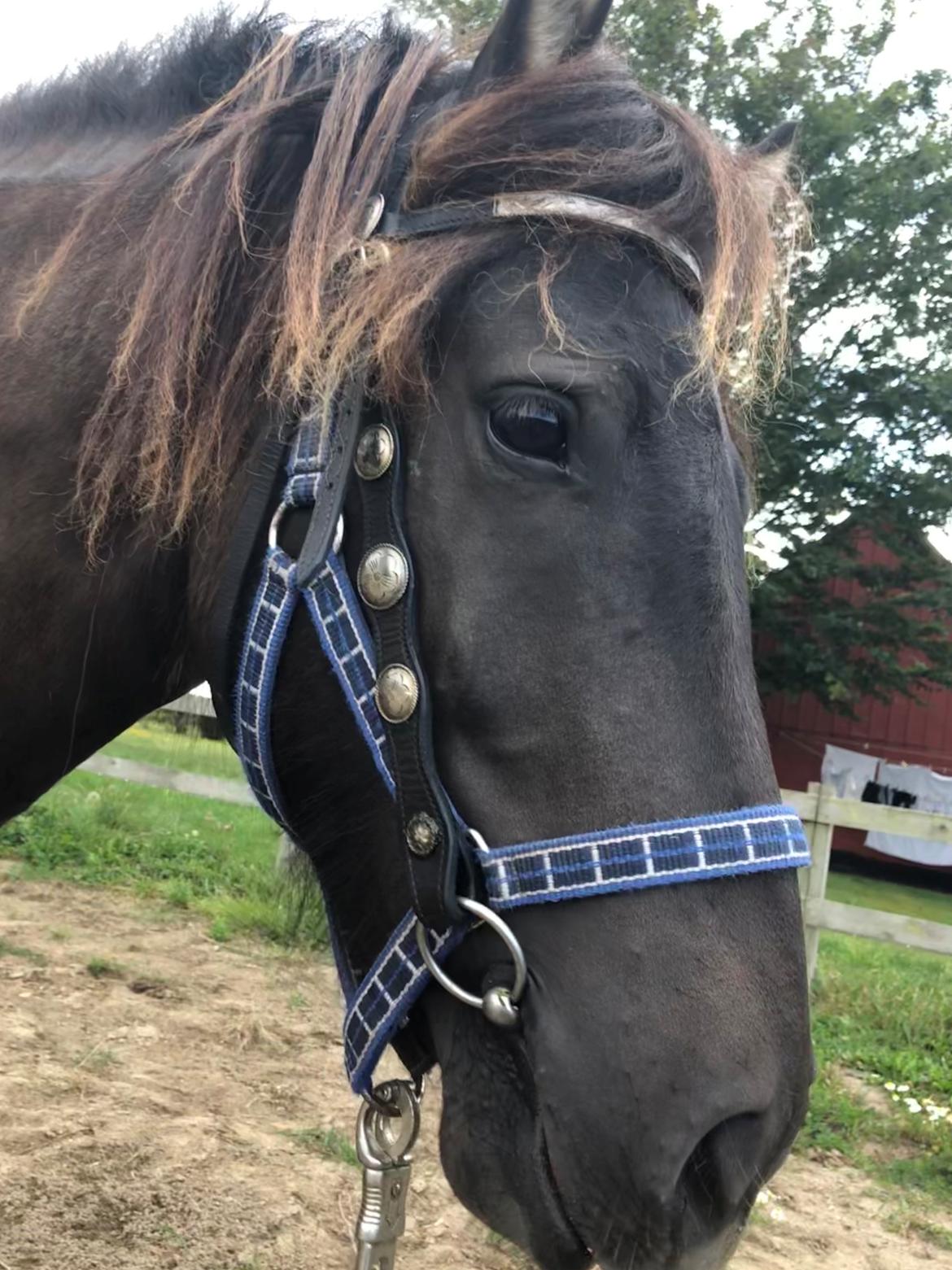 Islænder Afi fra Hektor billede 2