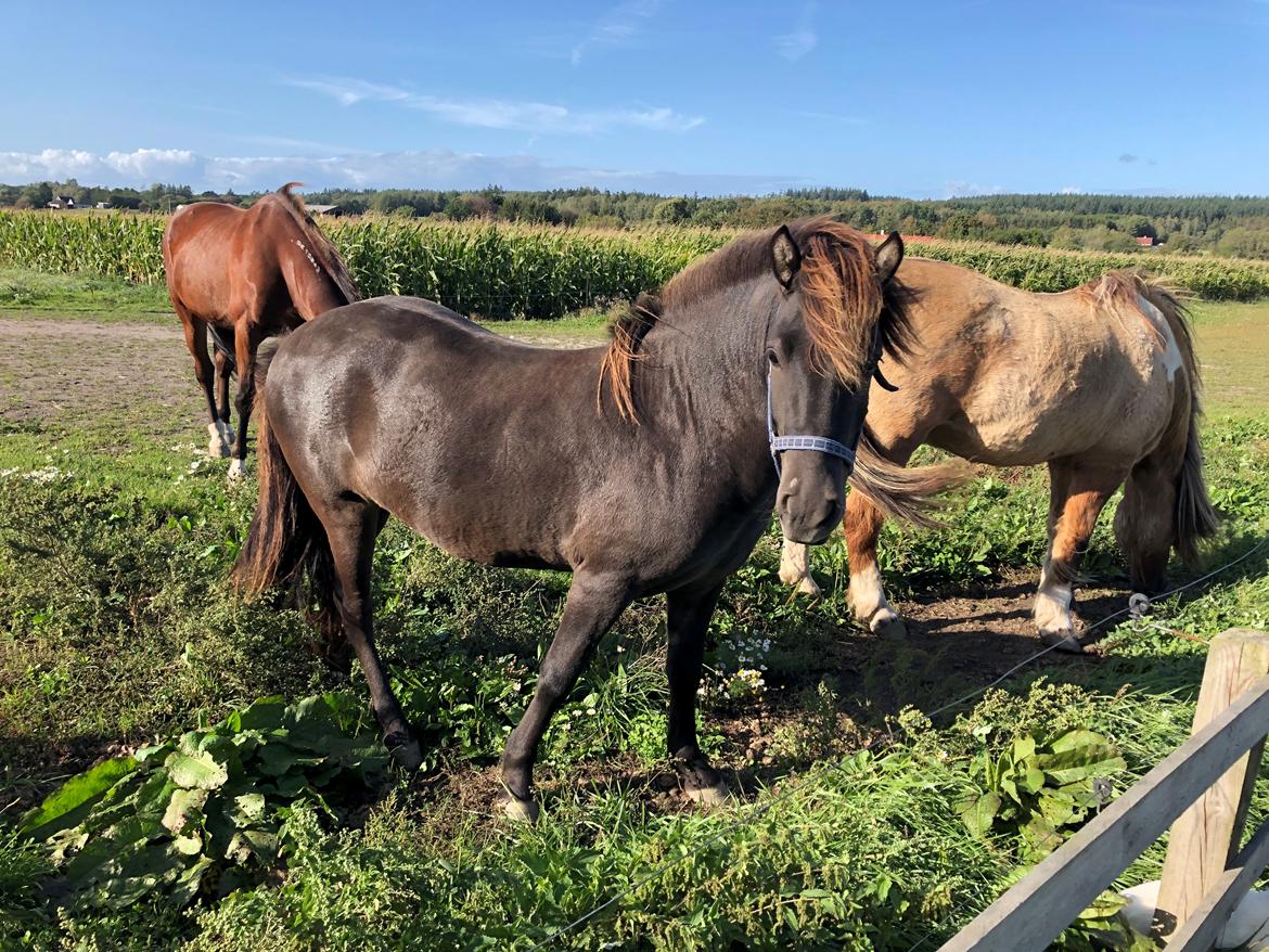 Islænder Afi fra Hektor billede 3