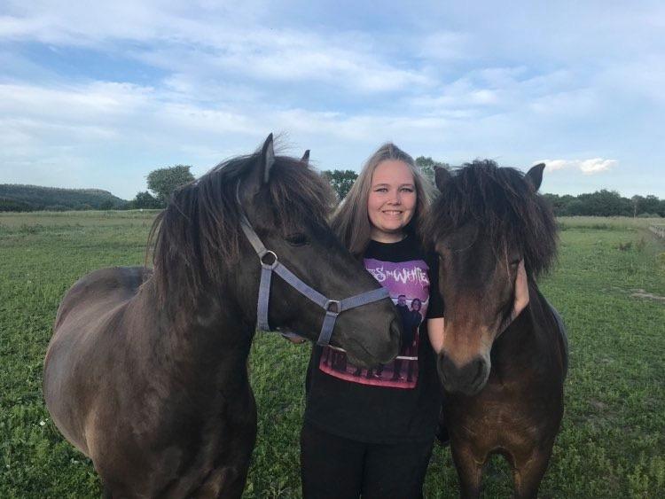 Islænder Afi fra Hektor billede 4