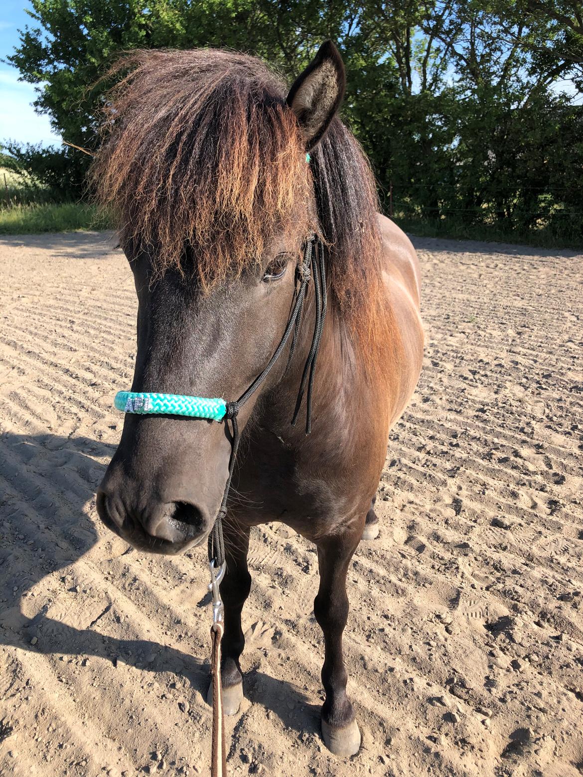 Islænder Afi fra Hektor billede 5