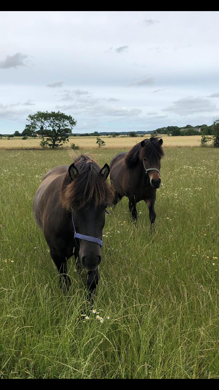 Islænder Afi fra Hektor billede 6