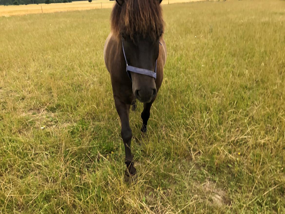 Islænder Afi fra Hektor billede 7