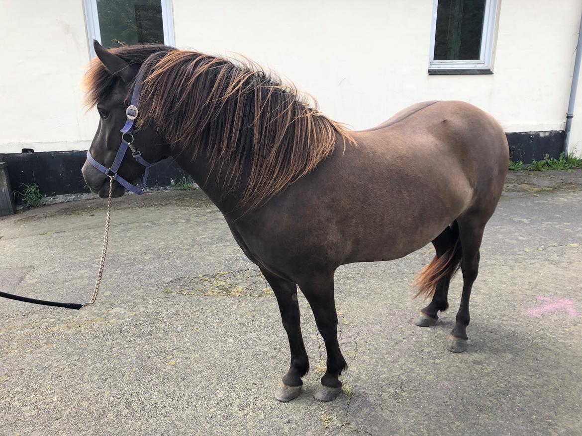 Islænder Afi fra Hektor billede 8