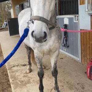 Irsk Sportshest Creagh Cash ( himmelhest d 25/11-24 R.I.P) billede 11