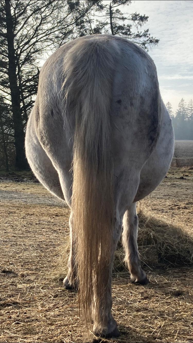 Connemara Cuilin Dubh Mary - 83 dage til termin billede 13