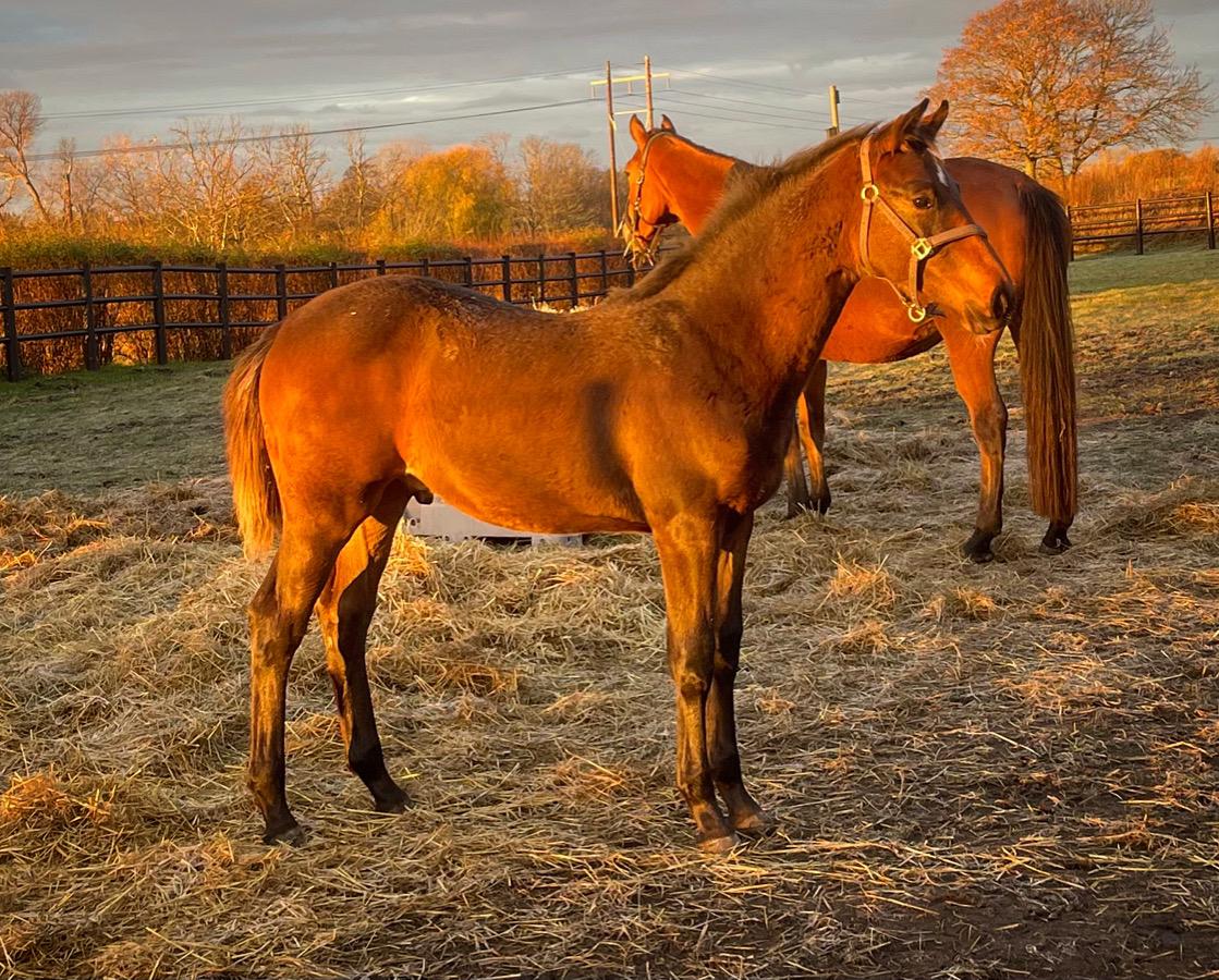 Dansk Varmblod Sundsdal's Rockabilly billede 18