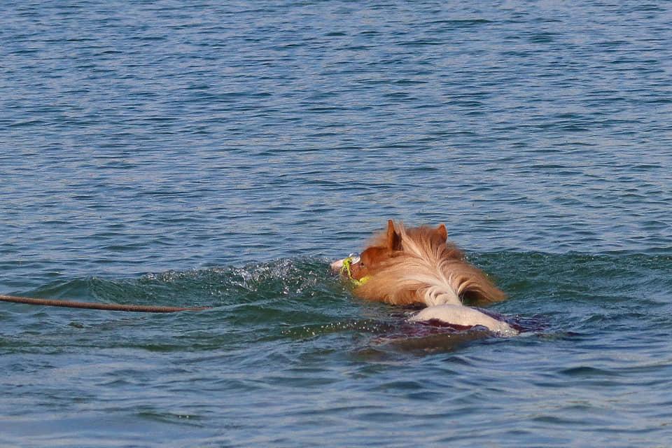 Anden særlig race Kofoeds Hidalgo O.C - hest eller alligator billede 16