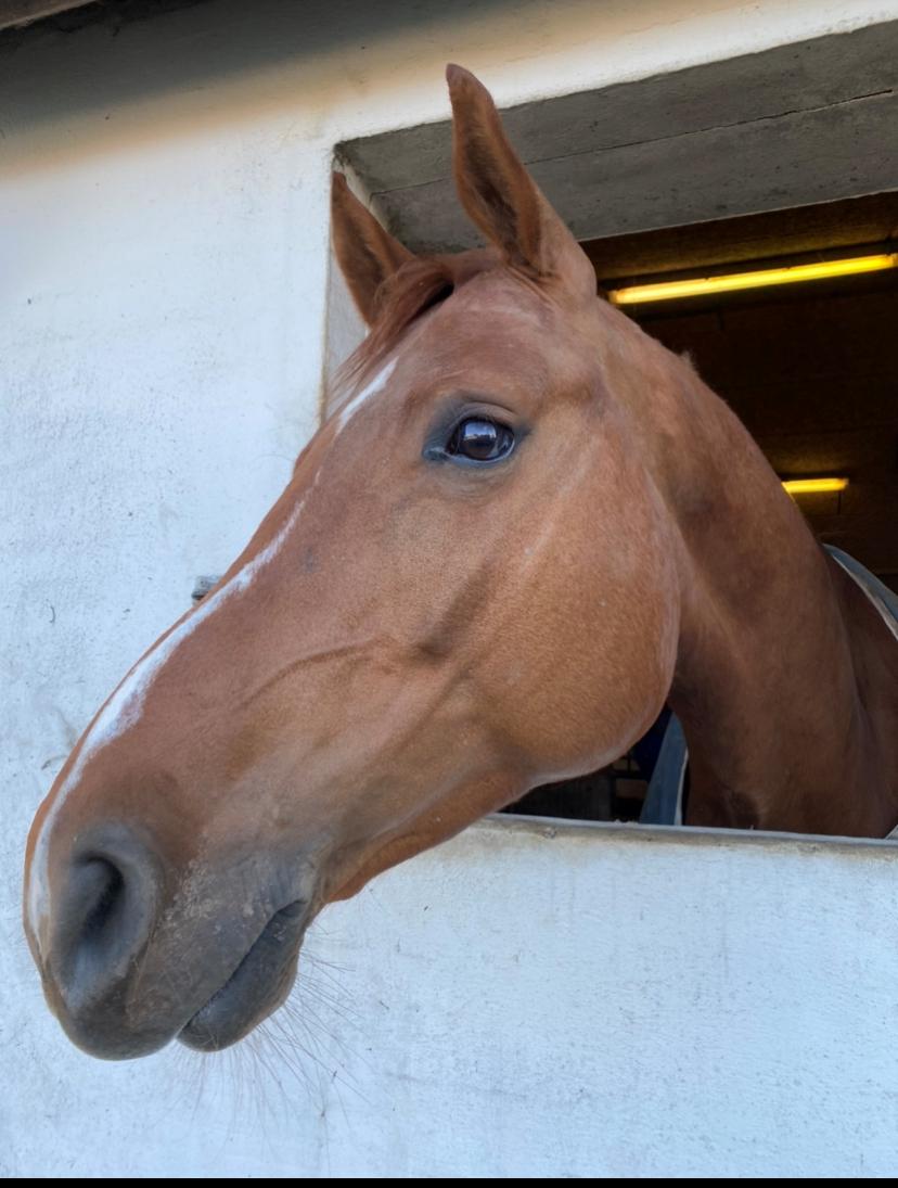 Dansk Varmblod Ali-ane billede 1