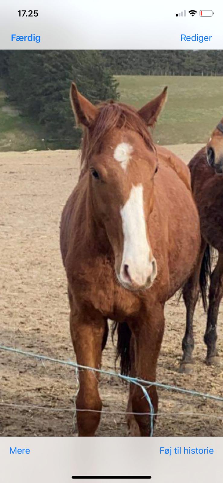 Dansk Varmblod Quality lightfoot billede 2