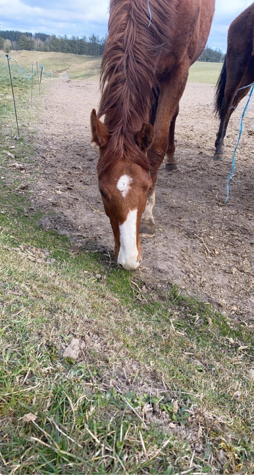 Dansk Varmblod Quality lightfoot billede 1