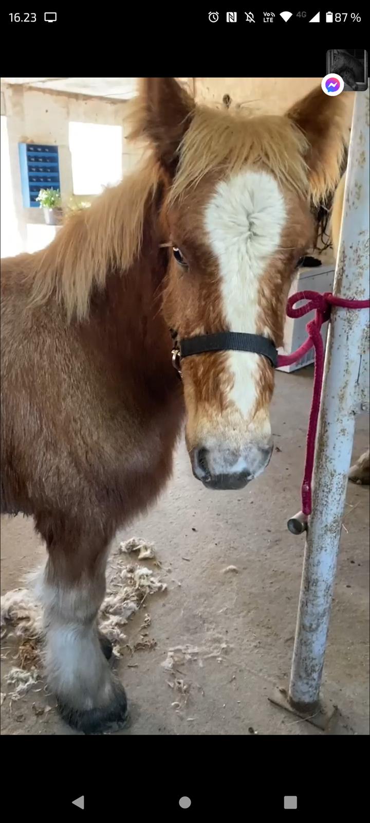 Jyde Lauge billede 1