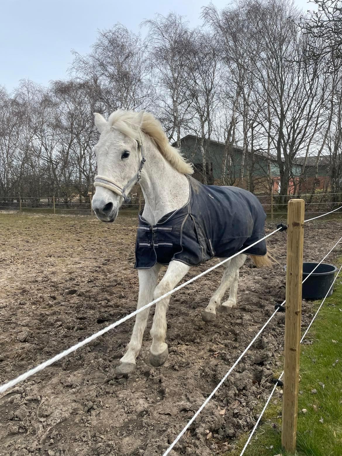 Anden særlig race Fun's shaggy billede 1