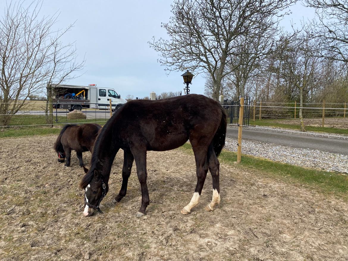 Anden særlig race Holmager's annabell billede 4