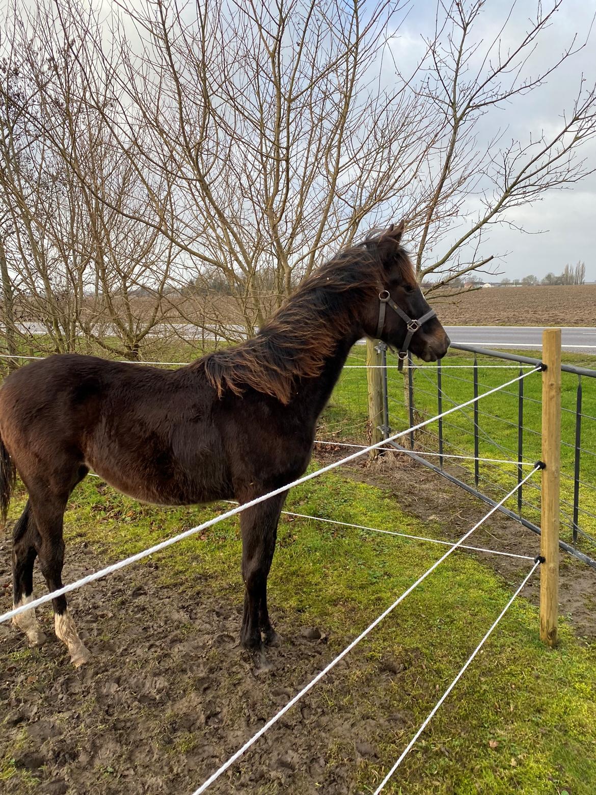 Anden særlig race Holmager's annabell billede 7