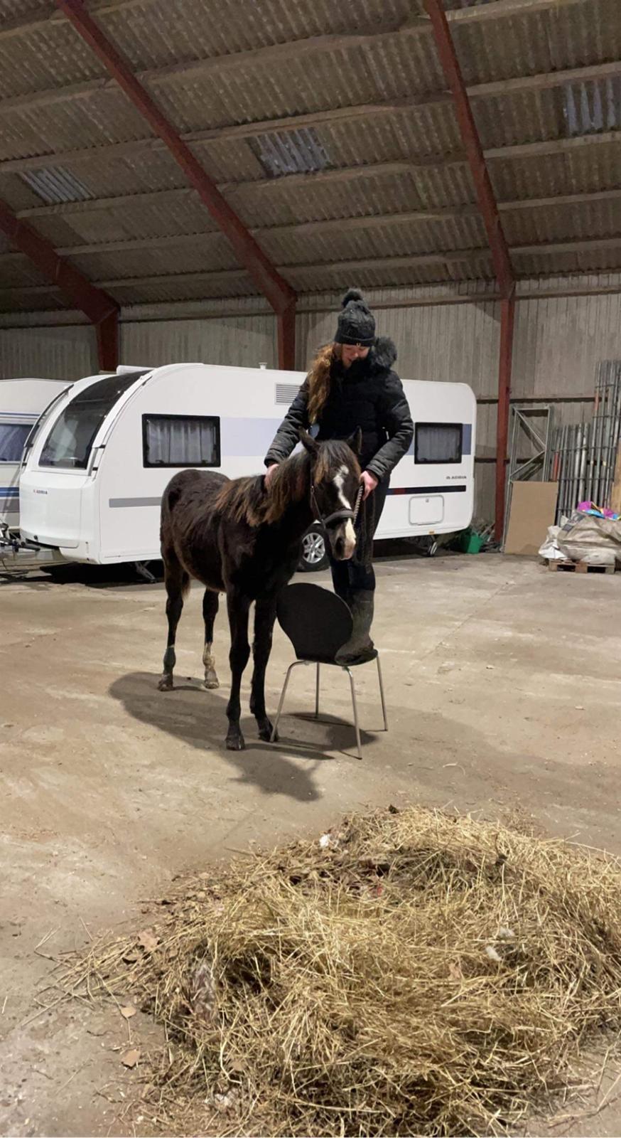 Anden særlig race Holmager's annabell billede 10