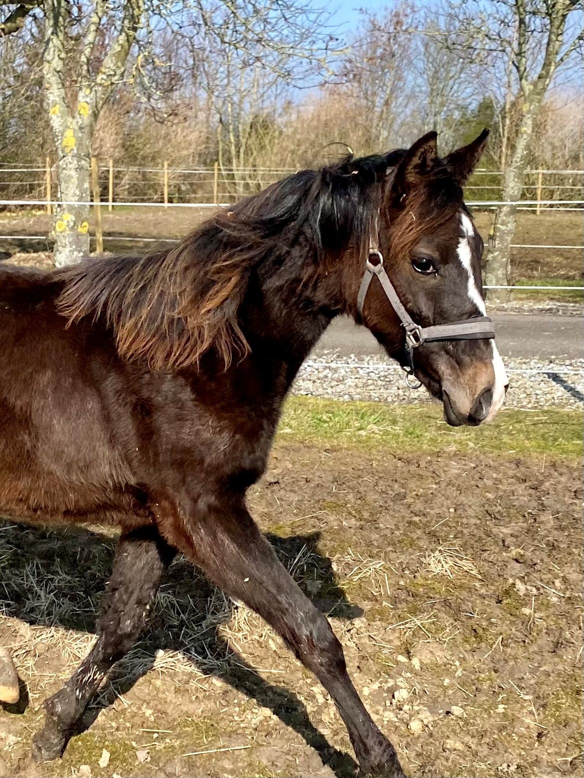 Anden særlig race Holmager's annabell billede 3