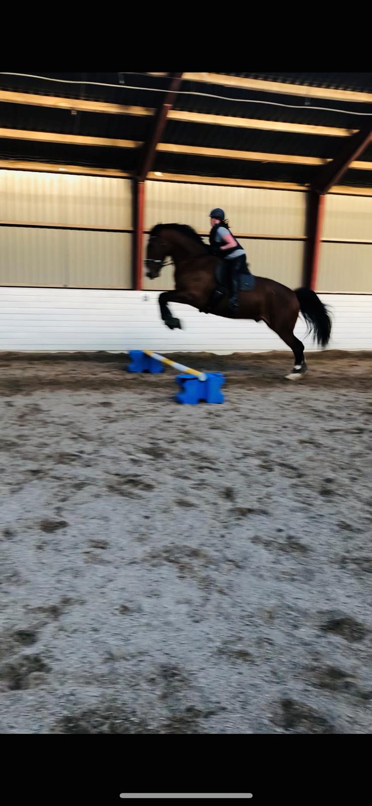 Anden særlig race Sokhøjs boreas (High Tower) RIP <3 billede 3