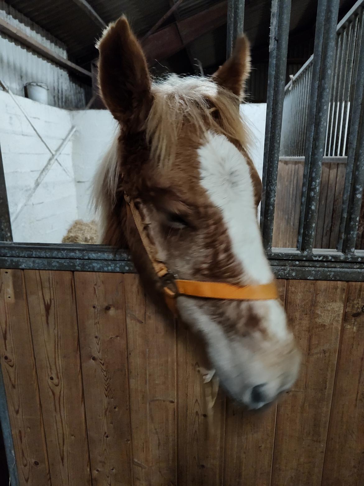 Jyde Lauge billede 5