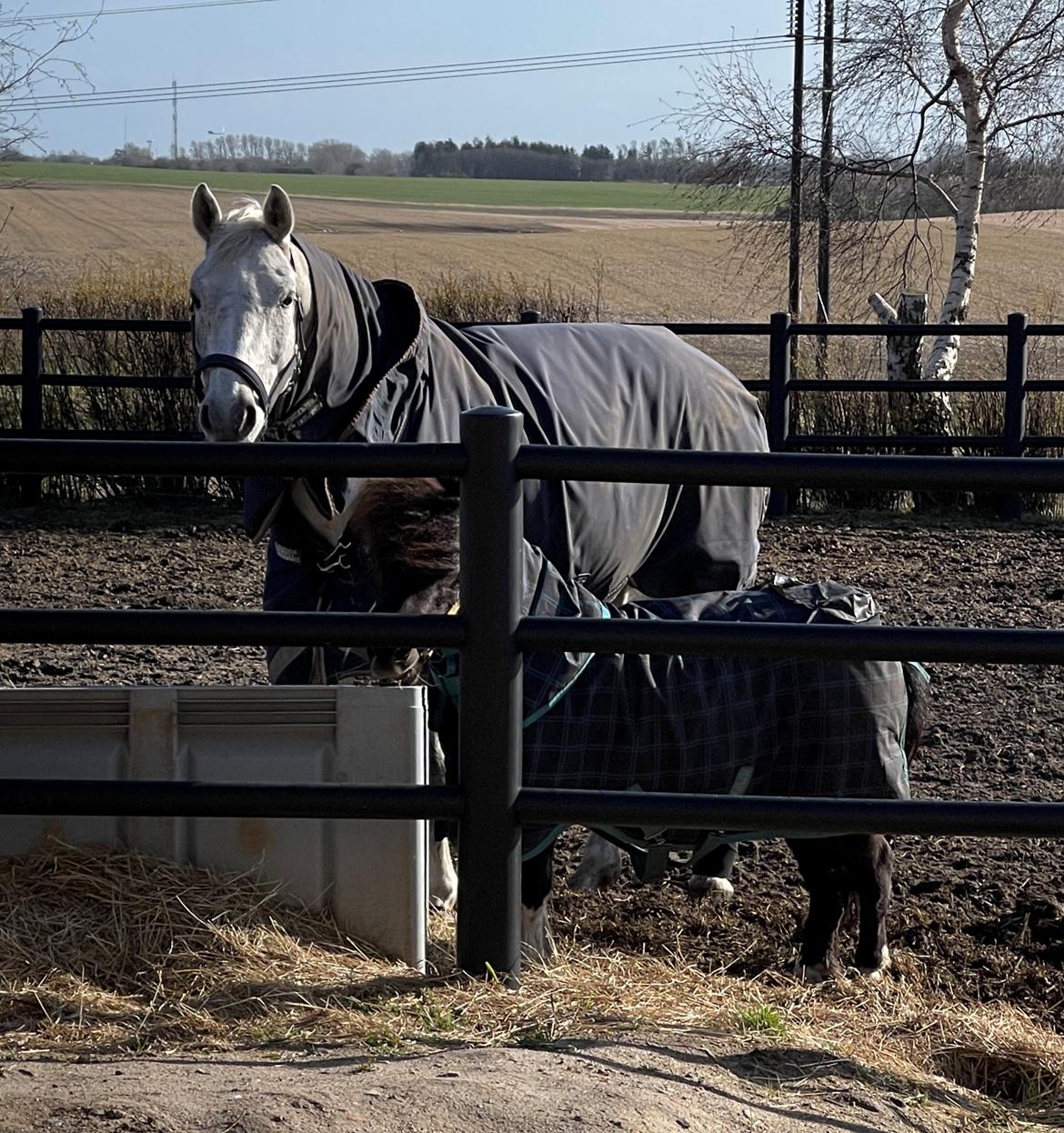 Shetlænder Viola Pilegaard billede 2