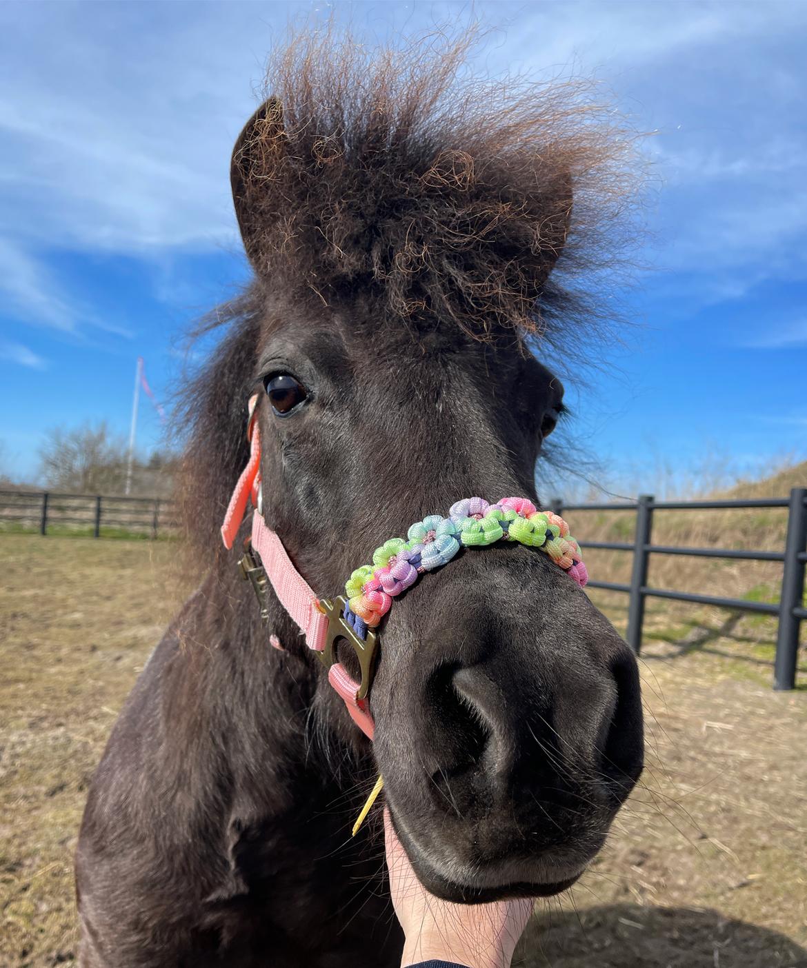 Shetlænder Viola Pilegaard billede 3