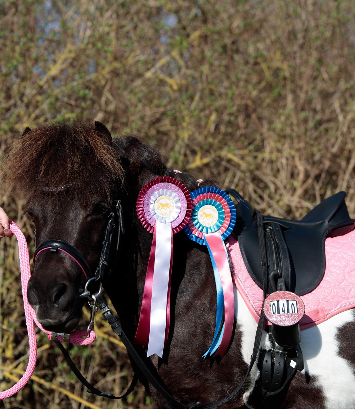 Shetlænder Viola Pilegaard billede 1
