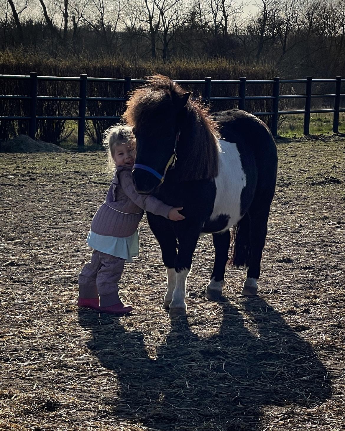 Shetlænder Viola Pilegaard billede 6