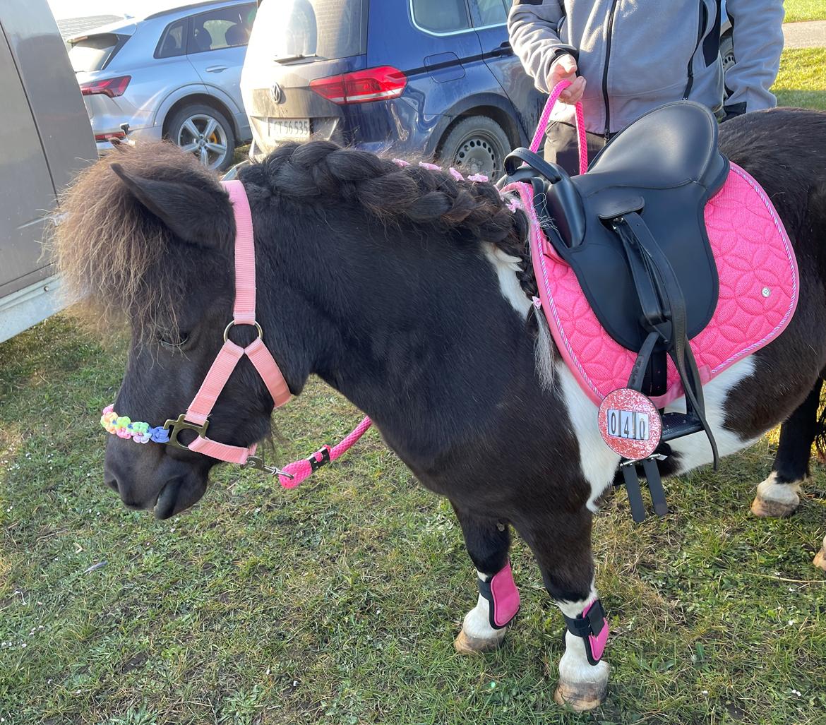 Shetlænder Viola Pilegaard billede 4
