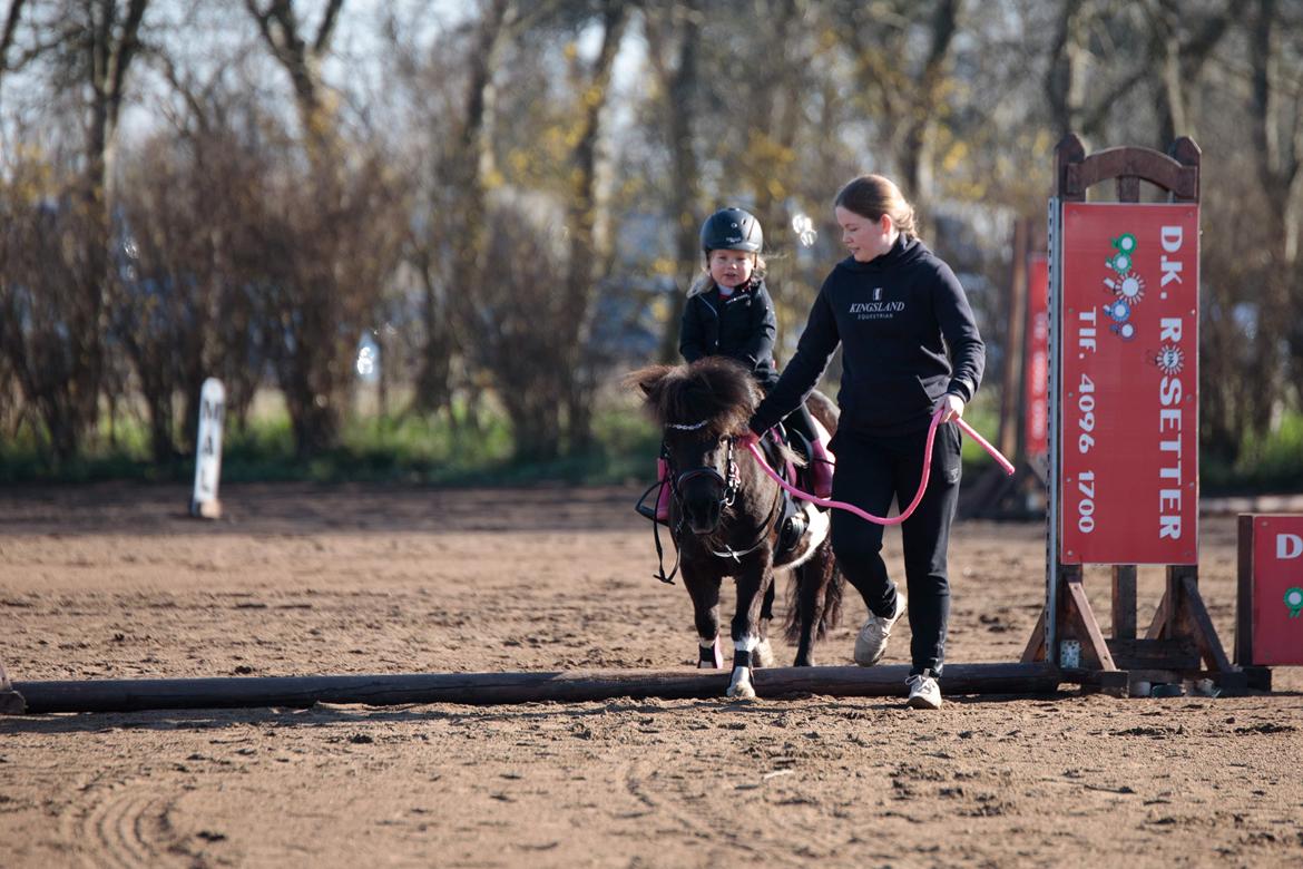 Shetlænder Viola Pilegaard billede 7