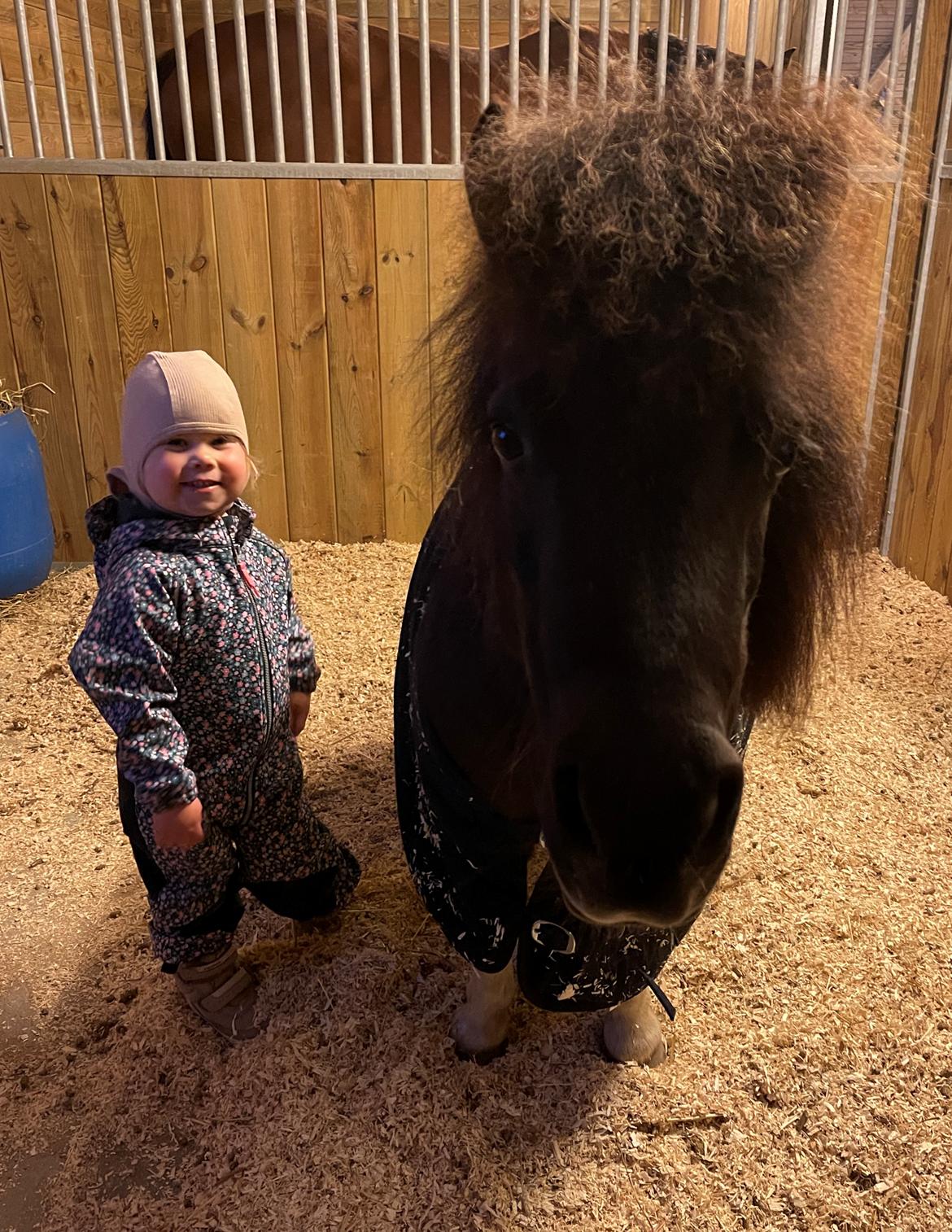 Shetlænder Viola Pilegaard billede 8
