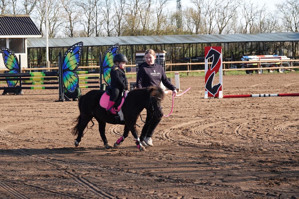 Shetlænder Viola Pilegaard billede 9