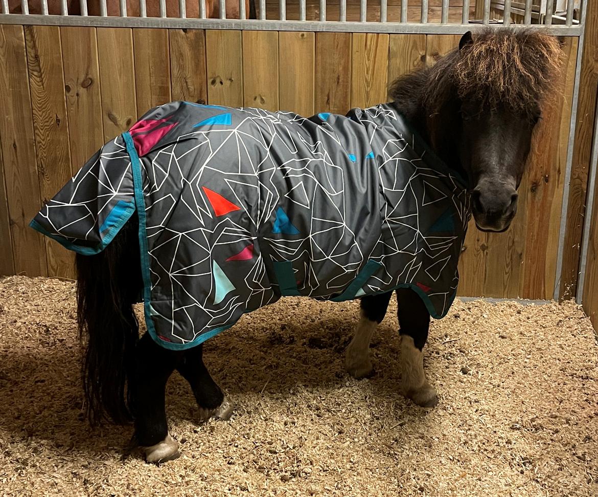 Shetlænder Viola Pilegaard billede 10