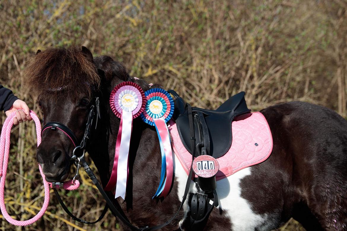 Shetlænder Viola Pilegaard billede 12