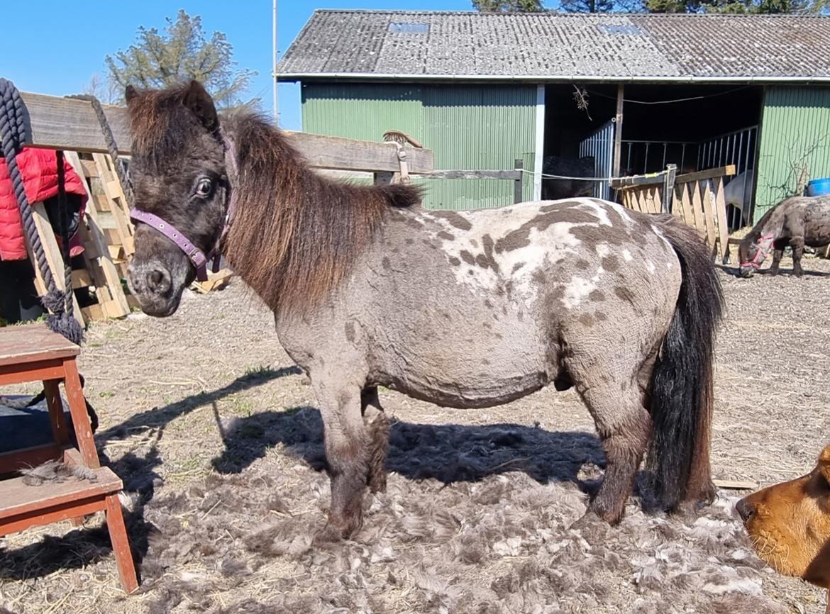 Anden særlig race Keldbækgårds Lille Palle SOLGT billede 1