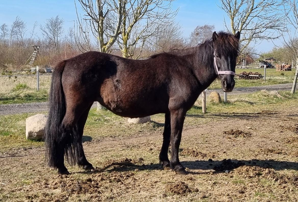 Islænder Gletting fra Sønderholm SOLGT billede 11