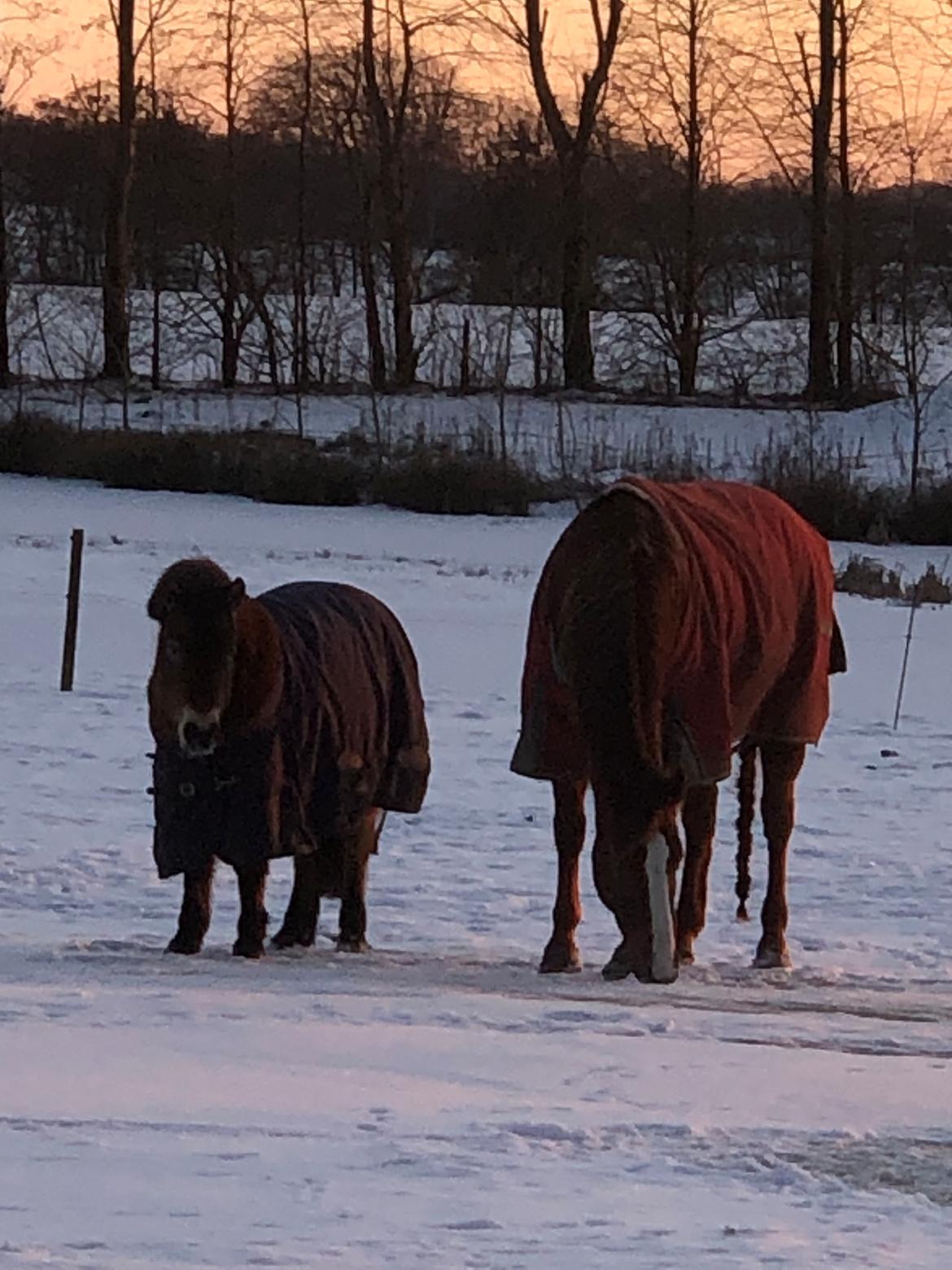 Gotlandsruss Enar aka. Bette (Himmelhest) billede 11